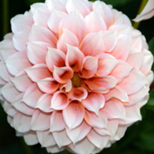 Specialty-Pom Pon Dahlia, Genova