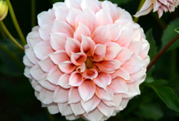Specialty-Pom Pon Dahlia, Genova