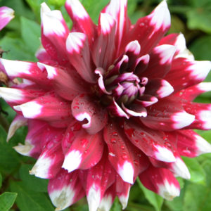 Dinnerplate Dahlia, Red Empire