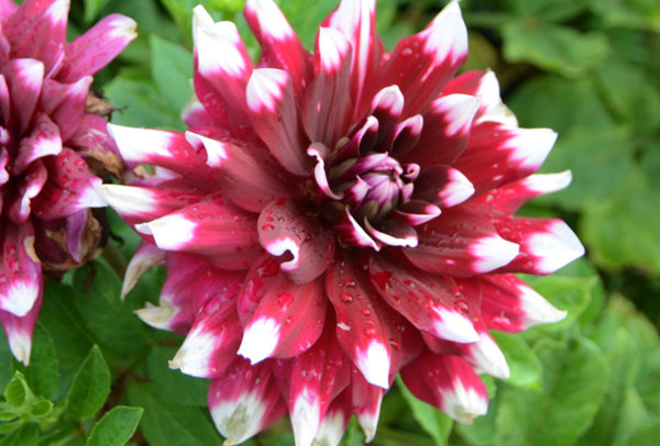 Dinnerplate Dahlia, Red Empire