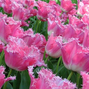 Fringed Tulip, Fancy Frills