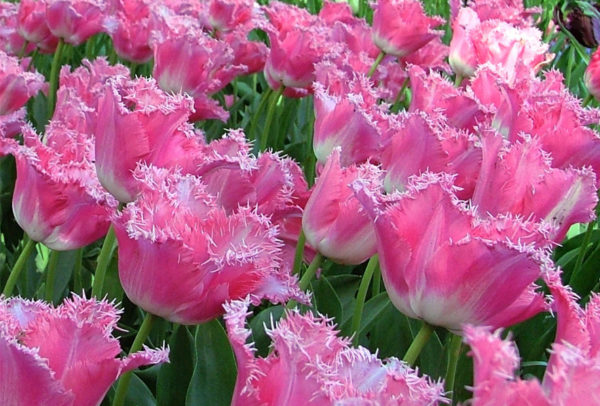 Fringed Tulip, Fancy Frills