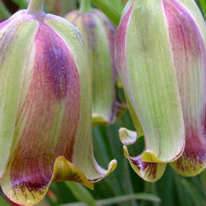 Fritillaria, Acmopetala