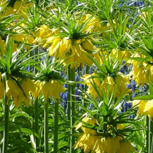 Fritillaria, Imperalis Maxima Lutea