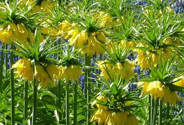 Fritillaria, Imperalis Maxima Lutea