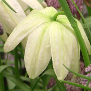 Fritillaria, Meleagris Alba