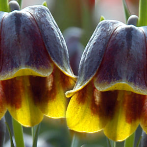 Fritillaria, Michailovsky