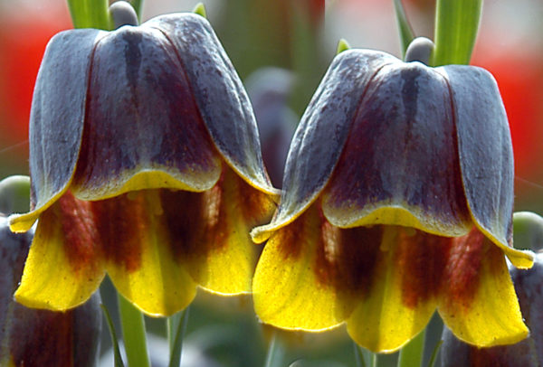 Fritillaria, Michailovsky