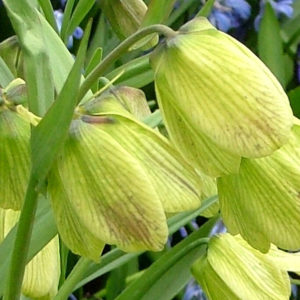 Fritillaria, Pallidiflora