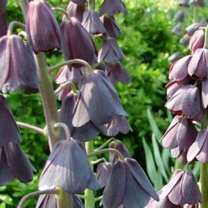 Fritillaria, Persica