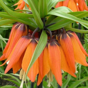 Fritillaria, Imperalis Rubra Maxima