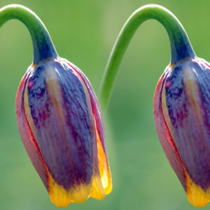 Fritillaria, Uva-Vulpis