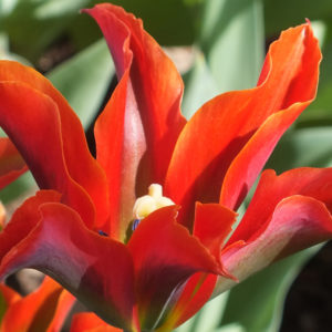 Green or Viridiflora Tulip, Esperanto
