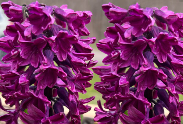 Hyacinthus orientalis, Woodstock
