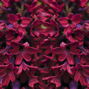 Hyacinthus orientalis, Woodstock