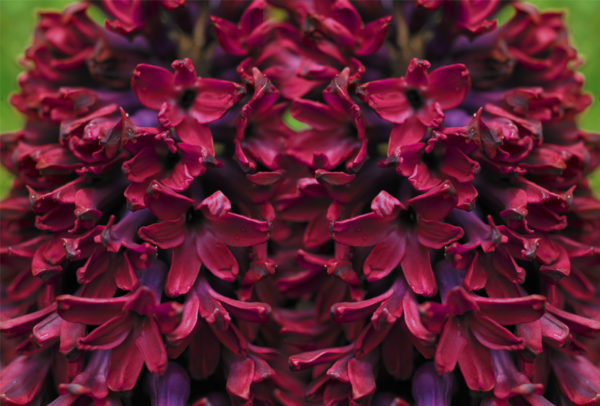 Hyacinthus orientalis, Woodstock