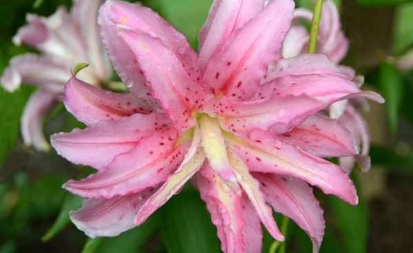 Asiatic Double Lily, Spring Pink