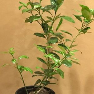 Citrus Tree, Calamondin – The Original Sour Orange (Shipping Included)
