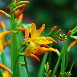 Crocosmia, George Davidson