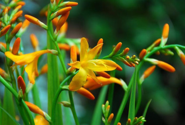 Crocosmia, George Davidson