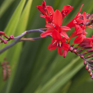 Crocosmia, Lucifer