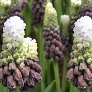 Muscari, Latifolium Grape Ice
