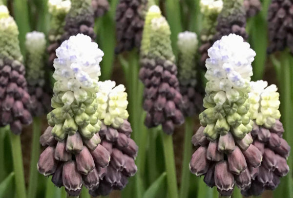 Muscari, Latifolium Grape Ice