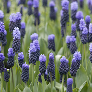 Muscari, M. Latifolium
