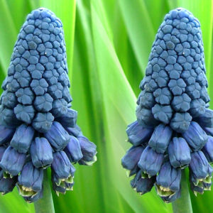 Muscari, Paradoxum
