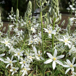 Ornithogalum, Ponticum Sochii