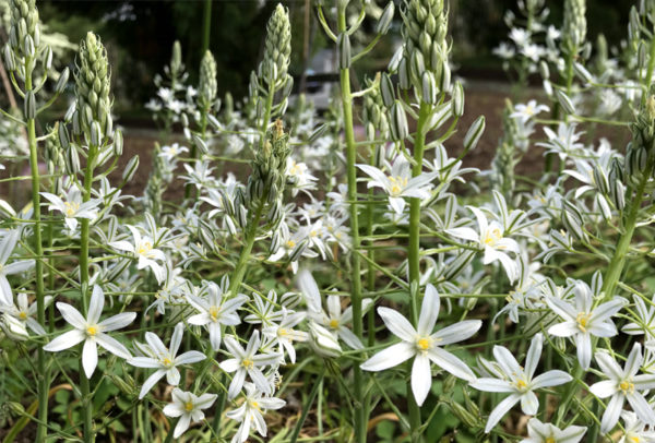 Ornithogalum, Ponticum Sochii