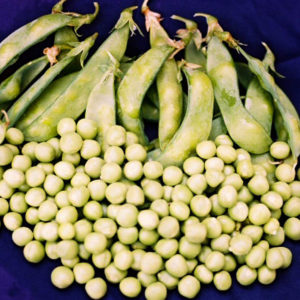 Sugar Snap Pea, Sugar Ann