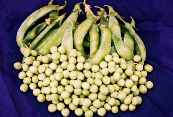 Sugar Snap Pea, Sugar Ann