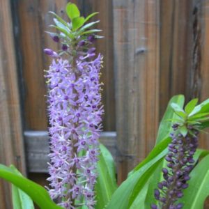 Pineapple Lily, Reuben - 3 Bulbs