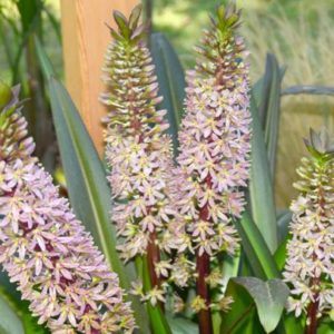 Pineapple Lily, Sparkling Burgundy - 2 Bulbs