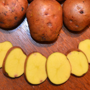 Standard Potato - Carla Rosa - 1 LB