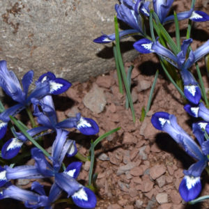 Rock Garden Iris, Reticulata Clairette