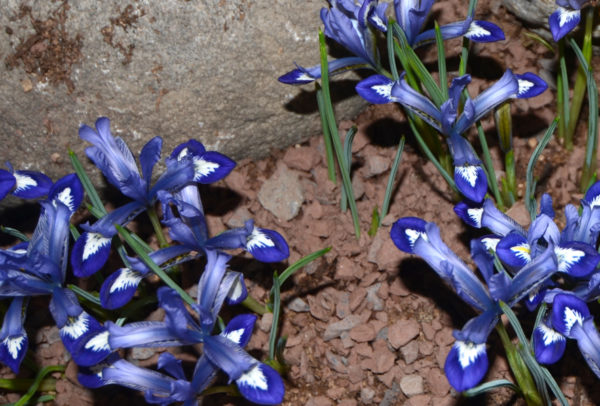 Rock Garden Iris, Reticulata Clairette