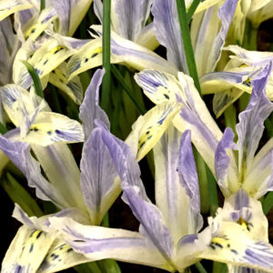 Rock Garden Iris, Reticulata Painted Lady