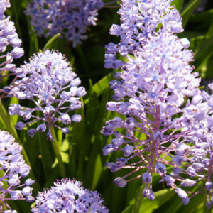 Scilla, Litardierei