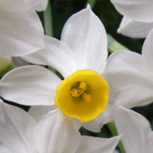 Species Miniature Narcissus, Canaliculatis