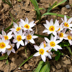 Species Tulip, Cretica Hilde
