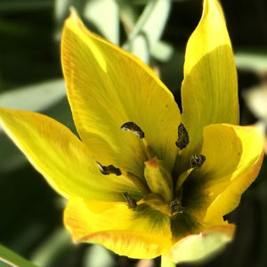 Species Tulip, Tulipa Orphanidea Flava