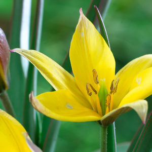 Species Tulip, Urumiensis