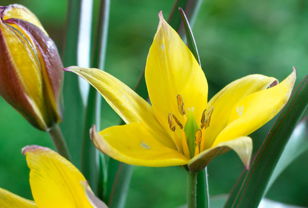 Species Tulip, Urumiensis