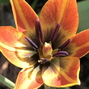 **UNAVAILABLE IN 2023 DUE TO CROP FAILURE** Species Tulip, Whittalli **UNAVAILABLE IN 2024 DUE TO CROP FAILURE**