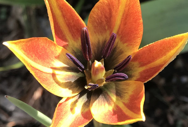 **UNAVAILABLE IN 2023 DUE TO CROP FAILURE** Species Tulip, Whittalli **UNAVAILABLE IN 2024 DUE TO CROP FAILURE**