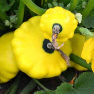 Summer Squash, Yellow Bush Scallop