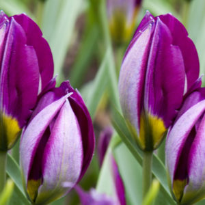 Species Tulip, Persian Pearl