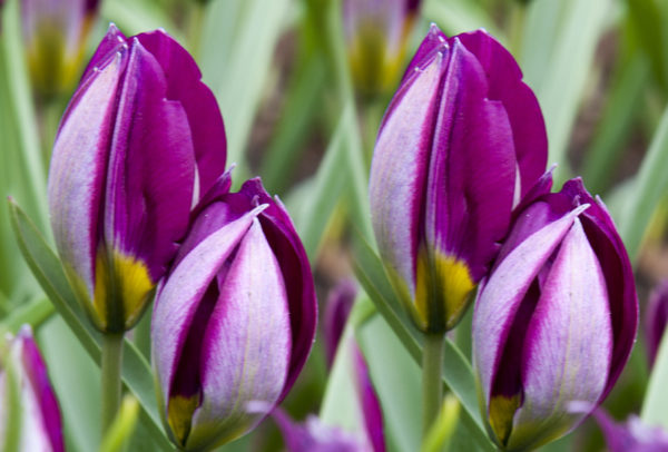Species Tulip, Persian Pearl